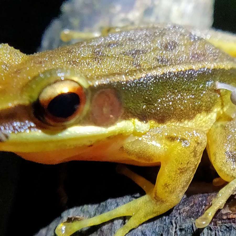 żaba grzybowa puzzle online