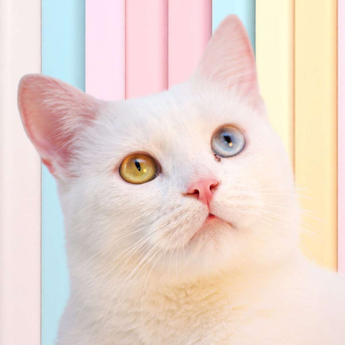 Gatto Bianco puzzle scorrevole online