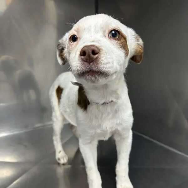 Puppy Power online παζλ