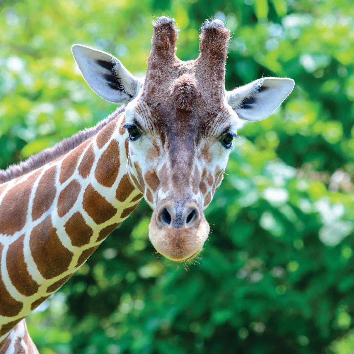 Giraffa SVS puzzle online